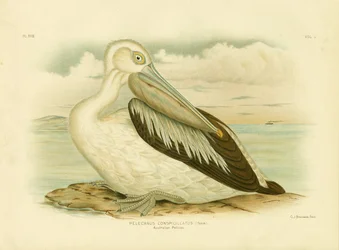 Australian Pelican, 1891